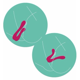Sync Sensation – Vibrator Dublu, 2 Motoare, 7 Moduri Roz